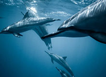 【欧洲杯】多尔贝尔梅开二度 丹麦4比0淘汰威尔士